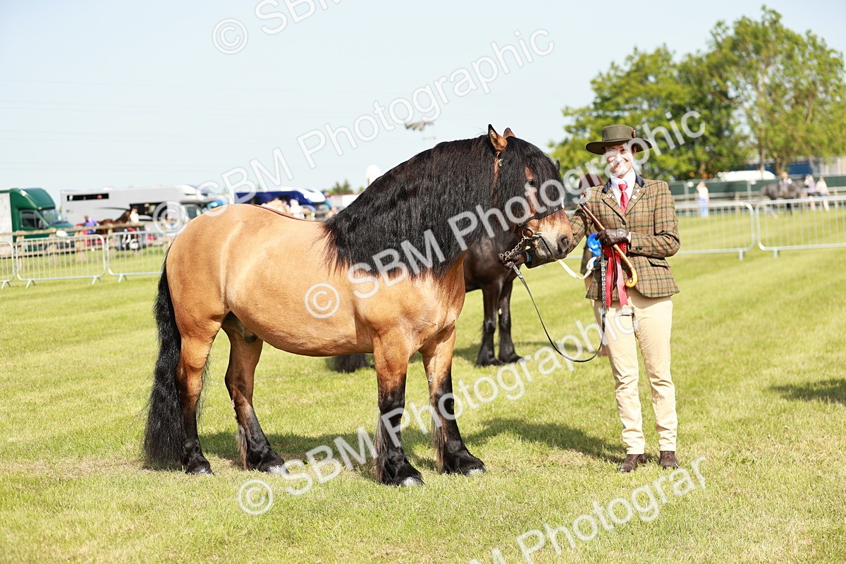 SBM_00858 - Class 14-23 - Mountain & Moorland In Hand Non Welsh