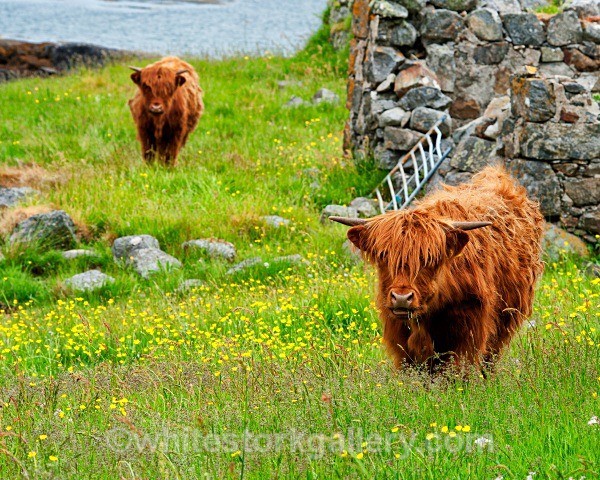 Highland Cattle - Scottish Highlands