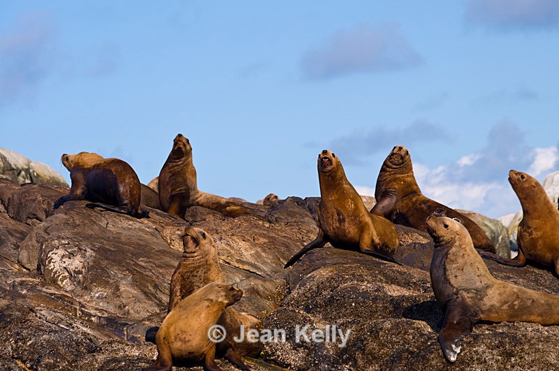 Sea lions - 2744 - Sea Lions and Seals