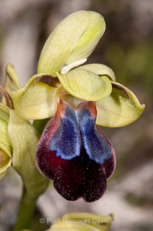  - Orchids - Crete