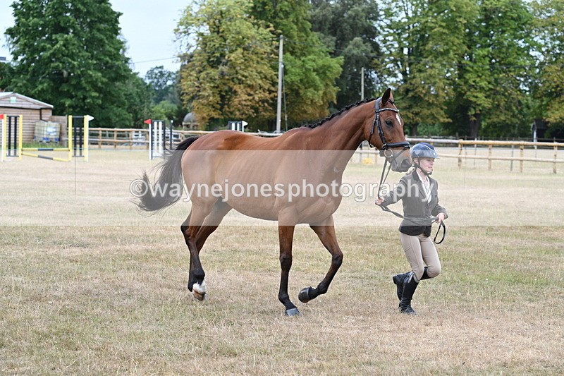 WJ7_9991 - Class 5a Most Handsome Gelding (above 14.2hh)