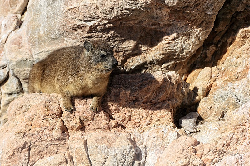 Rock Hyrax resting, Stony Point Nature Reserve, South Africa - Hyrax