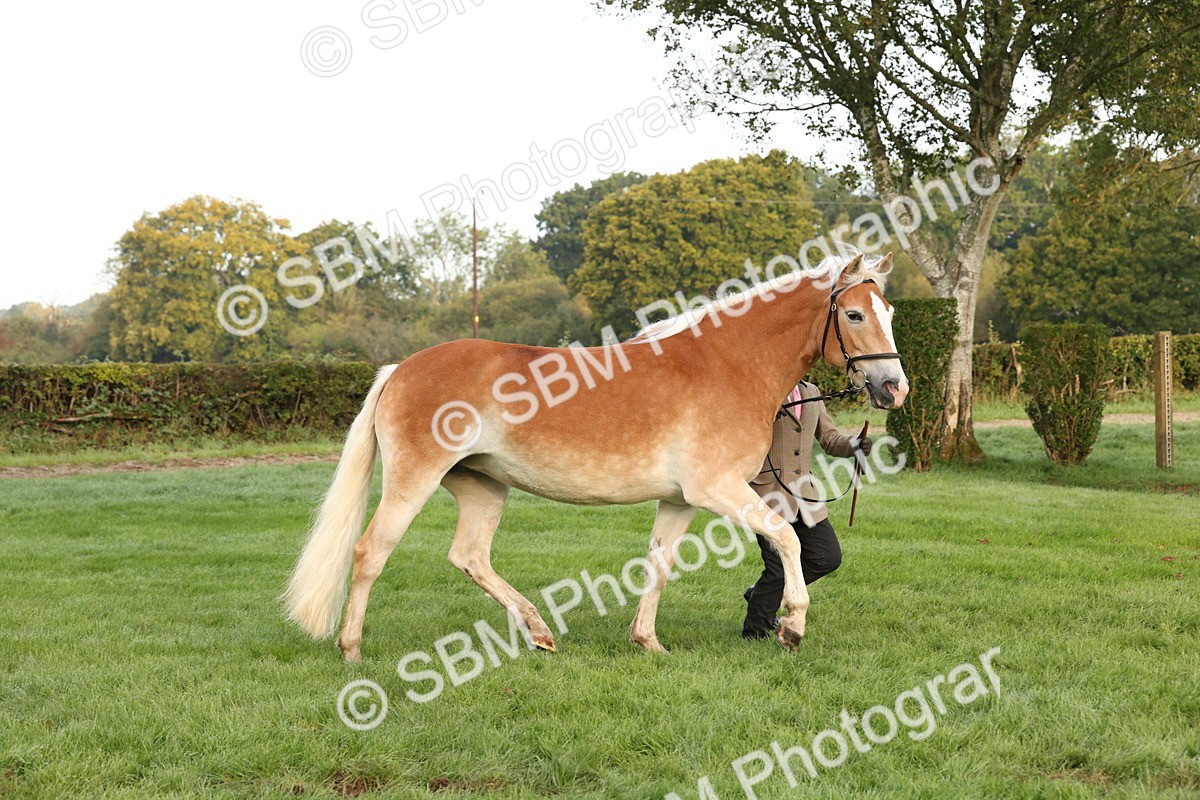 SBM_54399 - S51 - Foreign Breeds In Hand