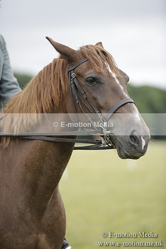 BVR160717-1332 - Ring 1 BVRC Show 16/07/17