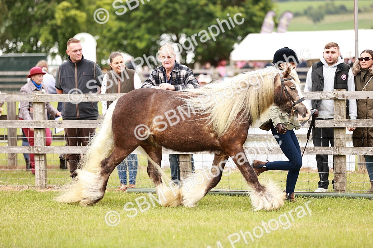SBM_06030 - Class 39-41 TGCA In Hand and Ridden