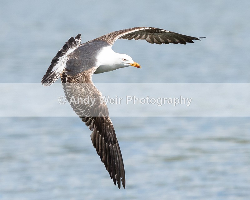 20160524-8E0A5569 - Gulls