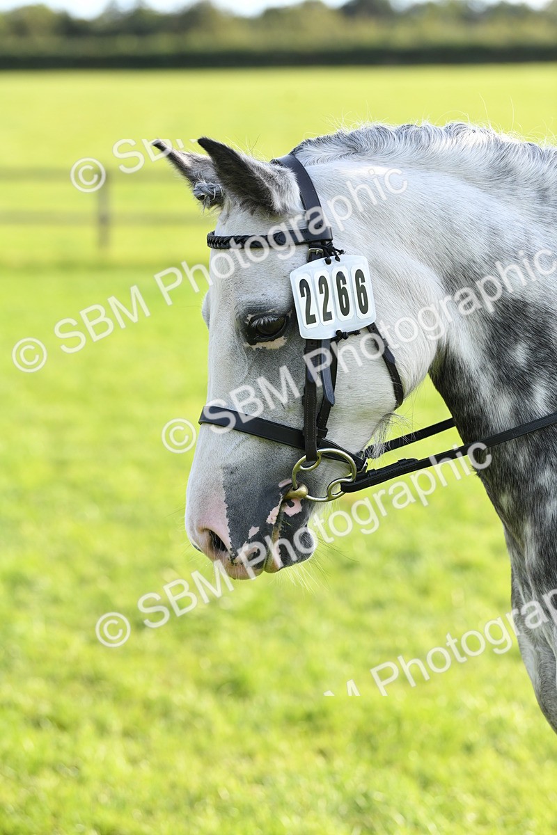 SBM_52401 - S22 - 1st Ridden Show & Show Hunter Pony