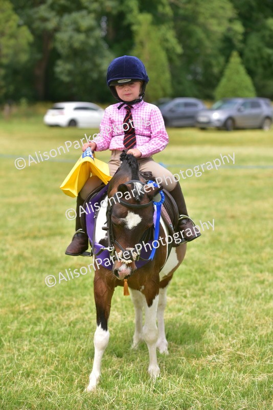20260614-4026 - Class 16 - Handsome Gelding