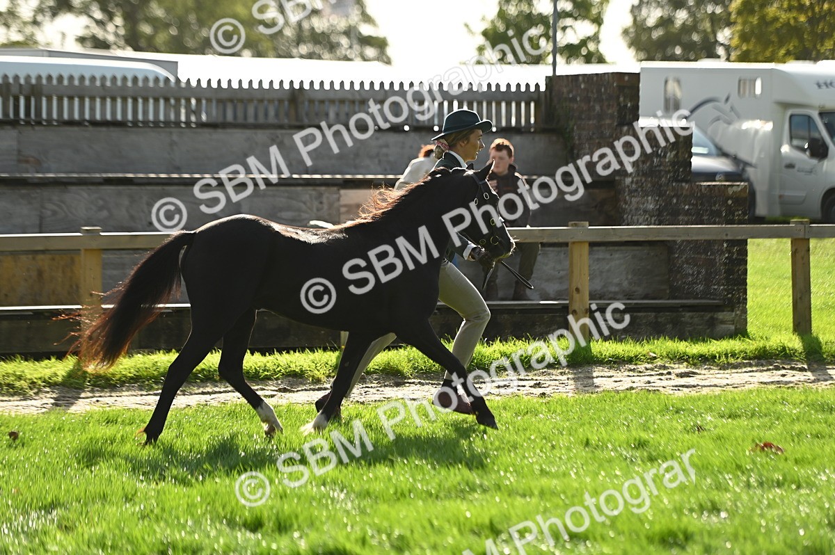 SBM_15935 - S1 - TSR in Hand Horse & Pony Showing