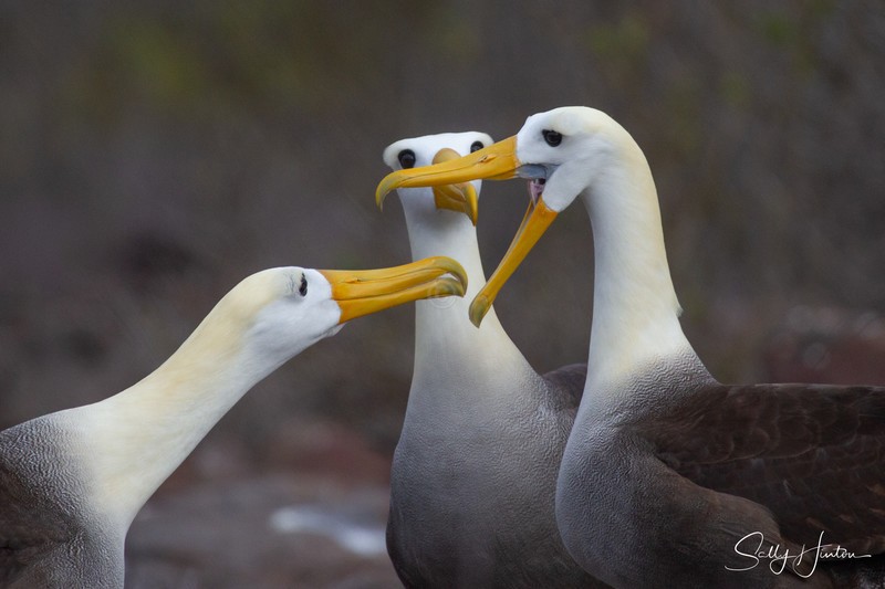 Waved Albatross Greeting 2
