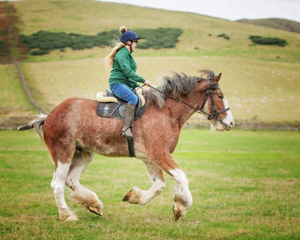 Dionne-74 - DGClydesdales