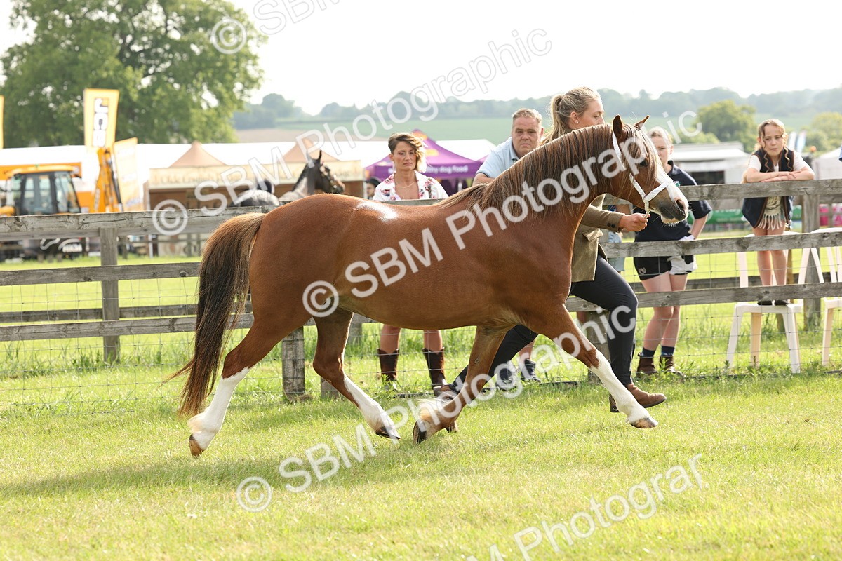 SBM_00489 - Class 6-13 - Mountatin and Moorland In Hand Welsh Breeds