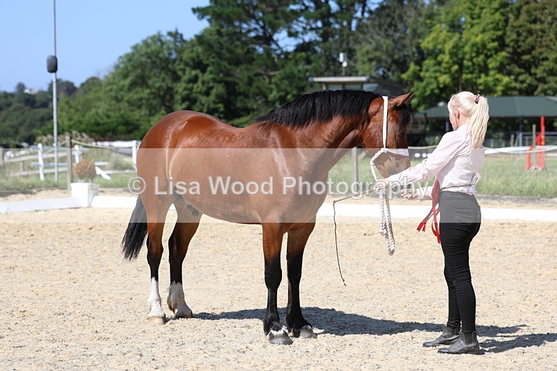 3E7A9891 - In Hand Championship