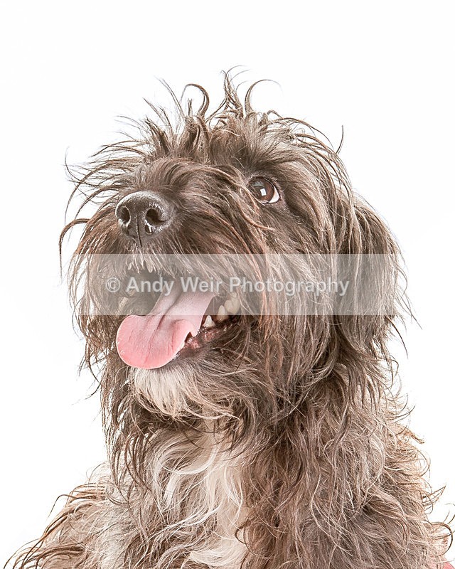 20131117-_MG_5614-2597-2692 - Pets