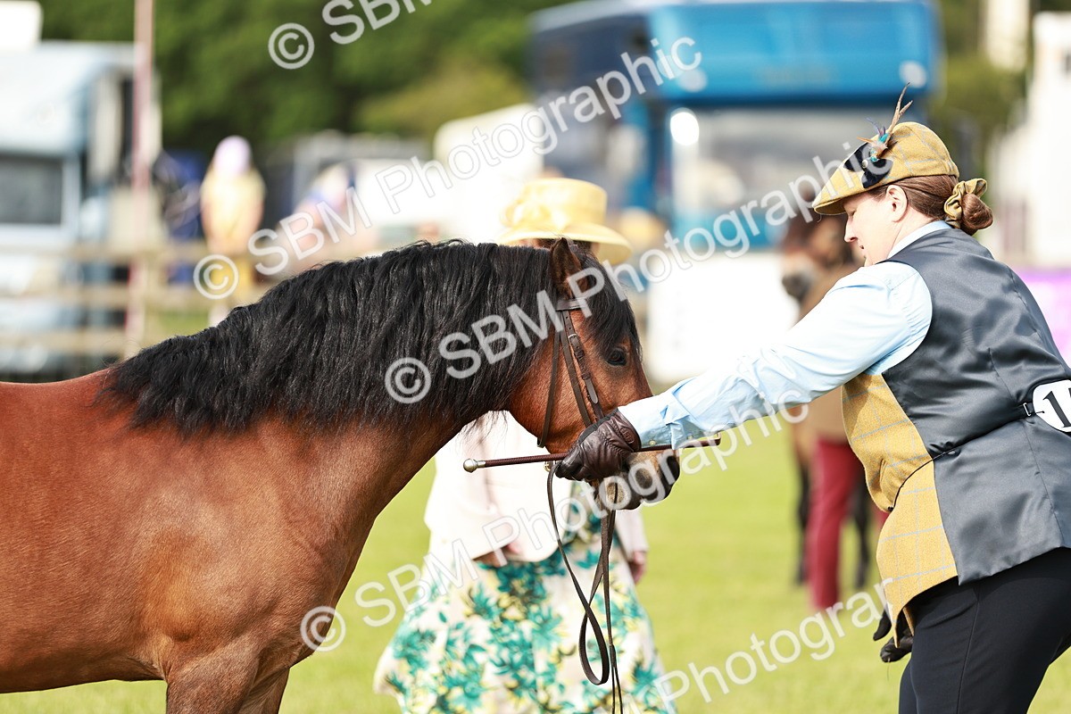 SBM_00529 - Class 14-23 - Mountain & Moorland In Hand Non Welsh