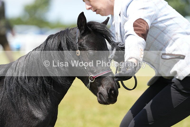 DSC06516 - Class 56: Miniature Horse 1, 2 & 3yr olds
