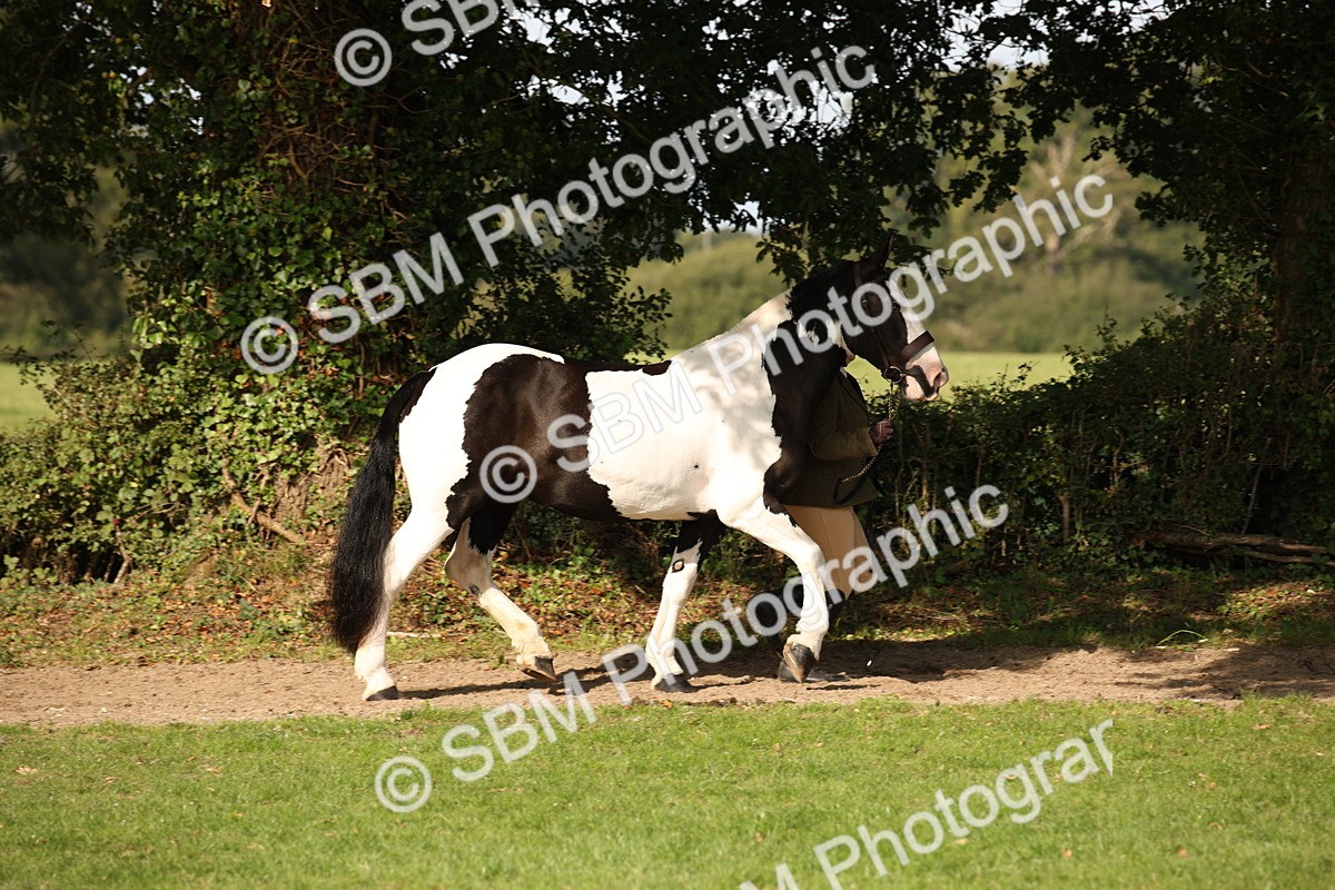 SBM_61186 - S54 - Show Cob In Hand
