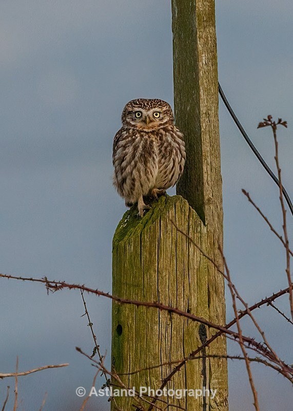 Astland Photography, Bird and Wildlife Images, Susan and Peter Wilson, U.K.