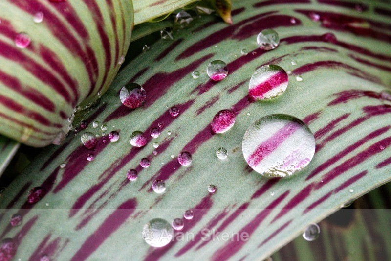 DSC00718 - Droplets