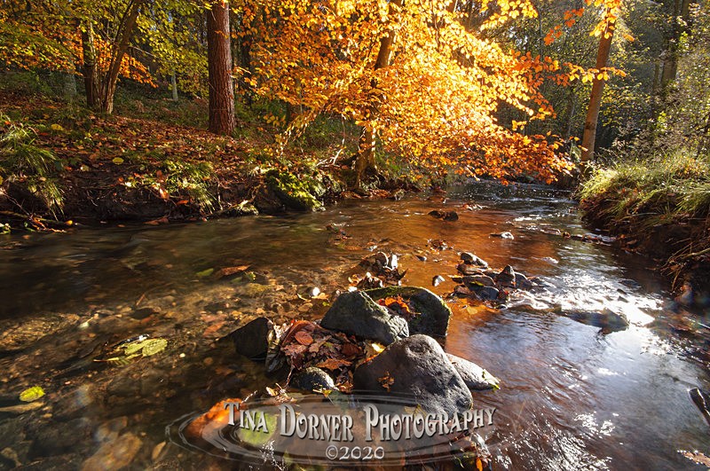 Autumn Forest of Dean. Tina Dorner Photography