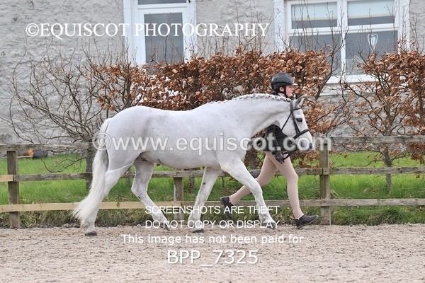 BPP_7325 - RING 1  (RIDDEN HORSES / IN HAND / VETERAN ETC)