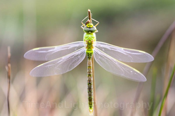 Teneral Female Emperor - Dragonflies & Damselflies