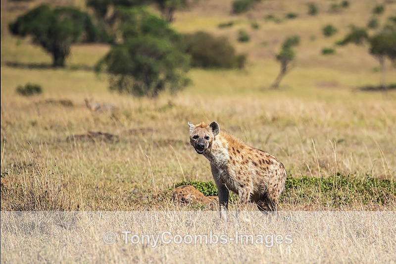 Spotted Hyena - Mara North ~ Other Mammals