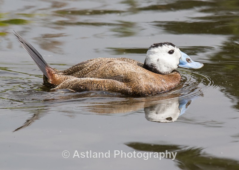 Astland Photography, Bird and Wildlife Images, Susan and Peter Wilson, U.K.