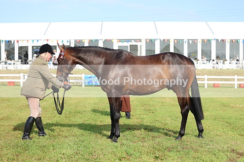 3E7A8325 - Class 2: Rising Star Large Hack/Riding Horse