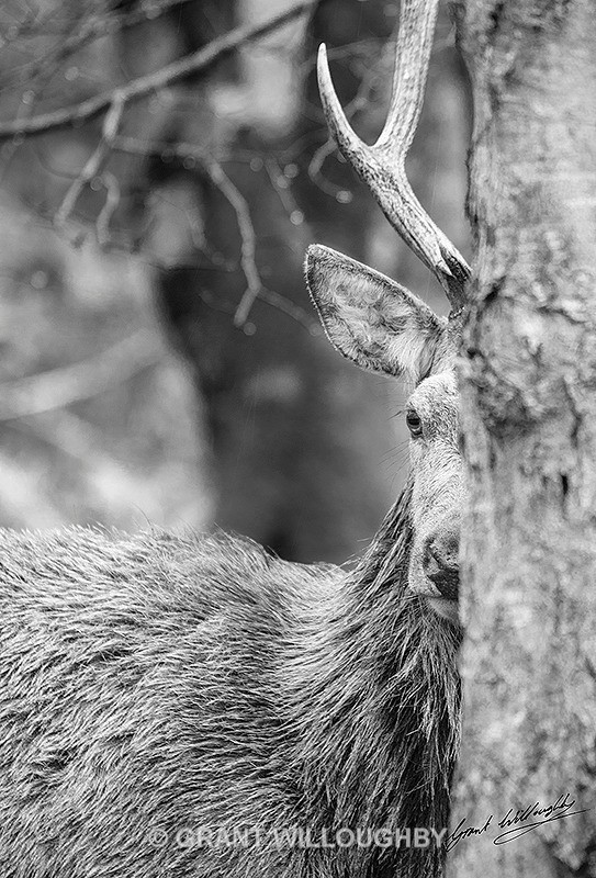 Spotted BW - Wildlife