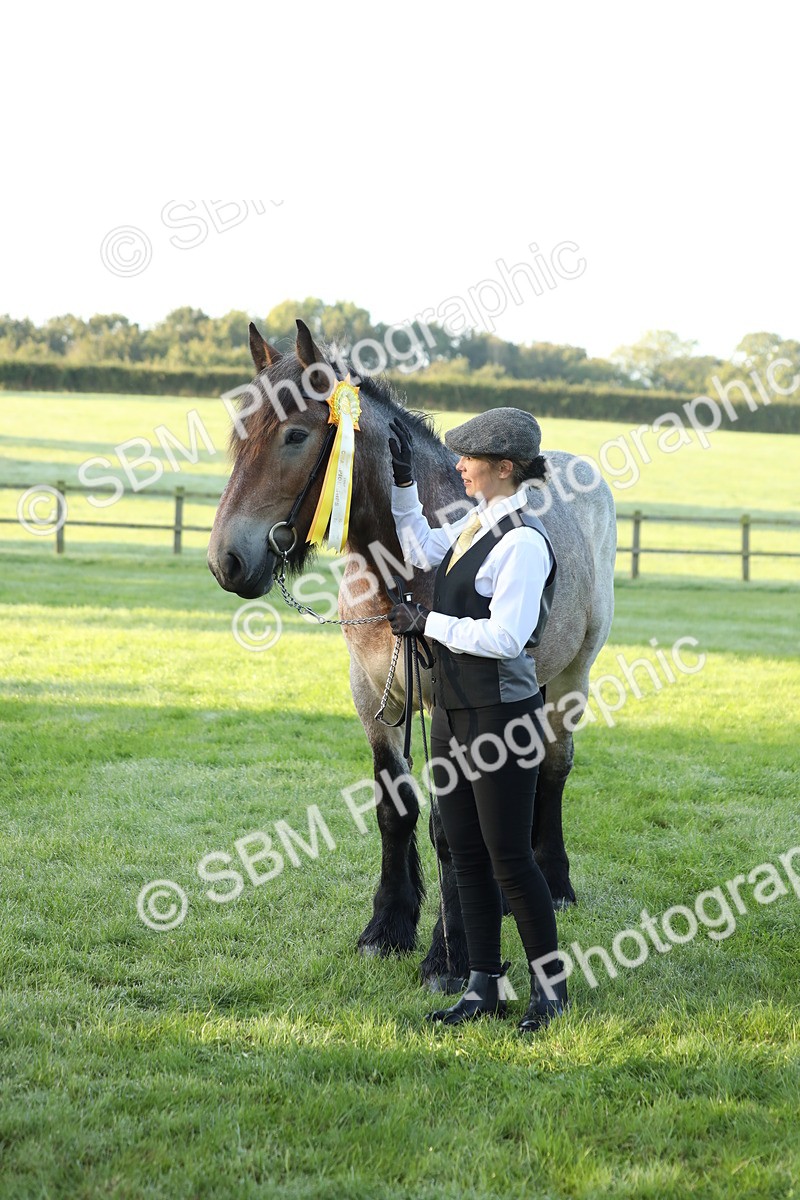 SBM_57890 - S42 - Youngstock