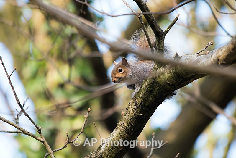 ACP_0942-1 - Squirrels
