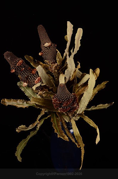  - STILL LIFE ORIGINS - 2011