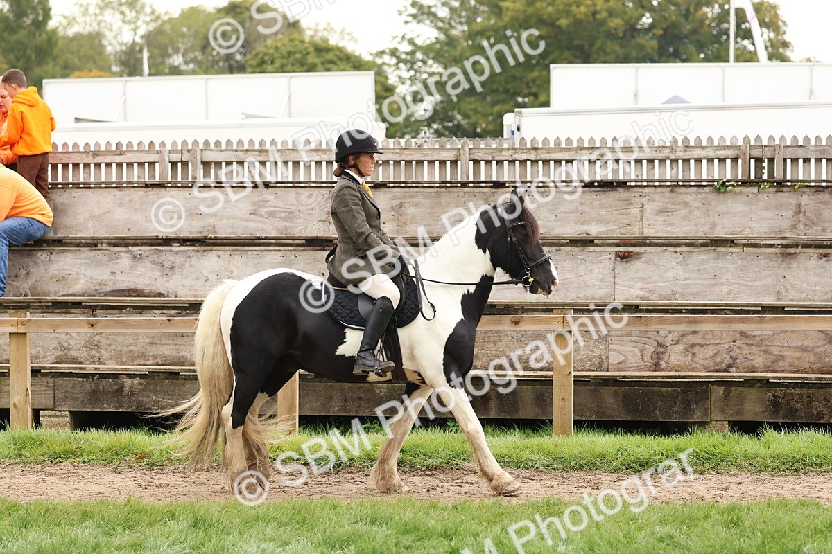 SBM_59827 - S36 - Rehabiliated Rescue Horse & Pony In Hand & Ridden