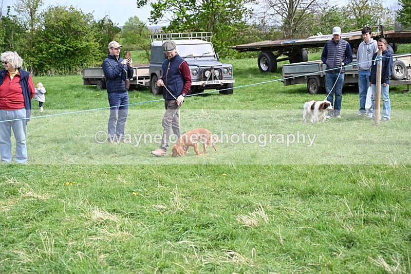 WJ6_8812 - Class 8 Best Working / Gun Dog or Bitch