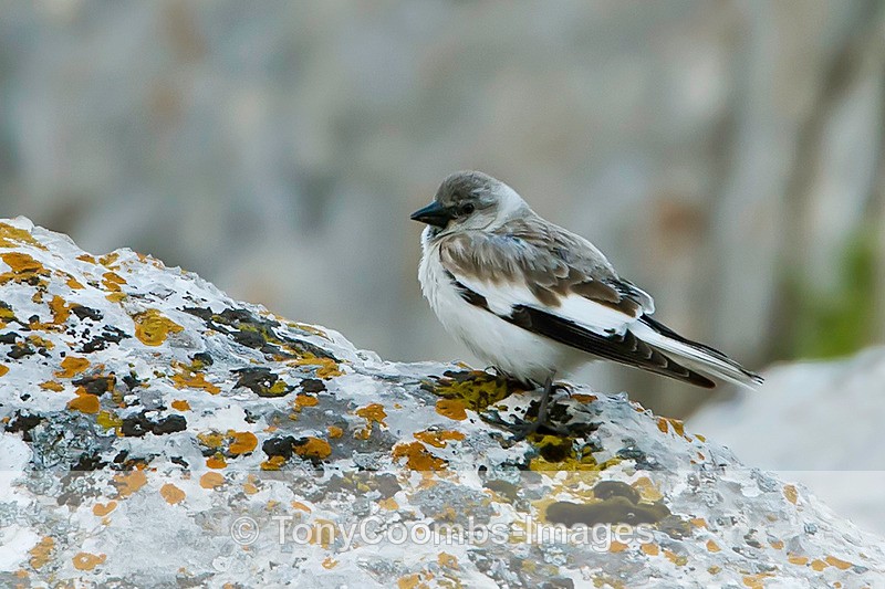 Snowfinch  (m) - Turkey