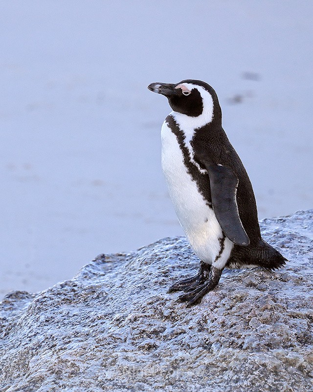 African Penguin resting on rock, Foxy Beach, South Africa - African Penguin
