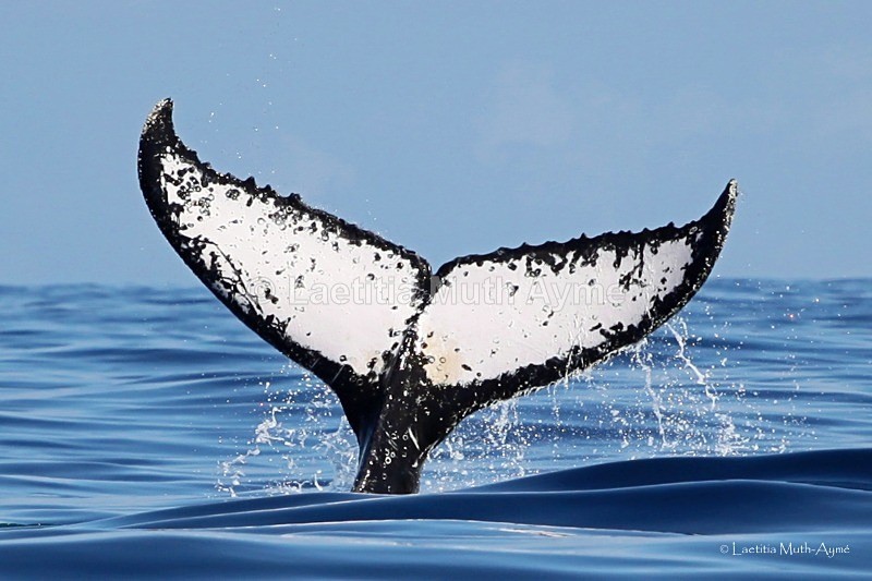 IMG_8625 Mayotte - Marine wildlife