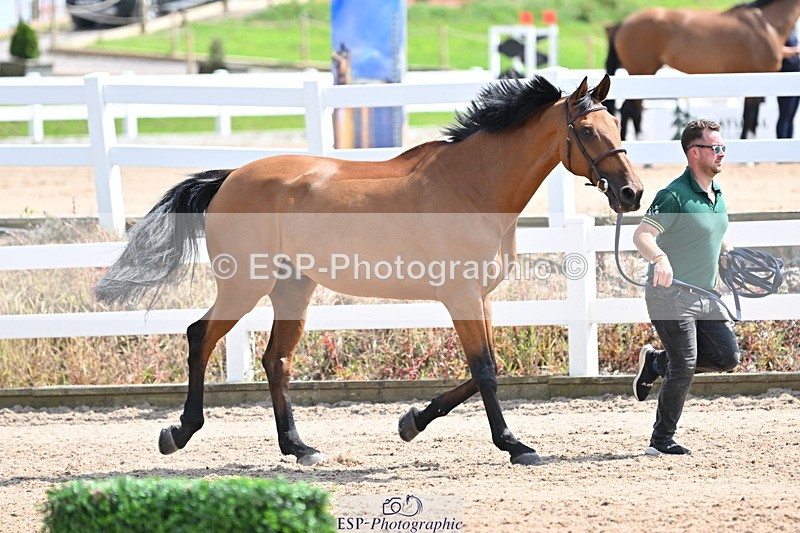 240717A-150049-02435 - Trot Up 3pm to 4pm