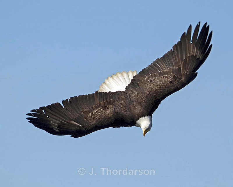  - Bald Eagles