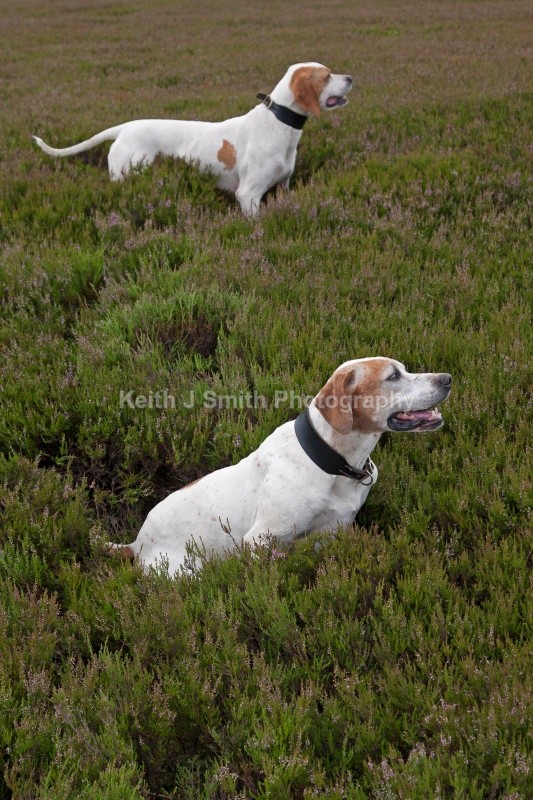 KJS_9580 (RM) - Working Dogs