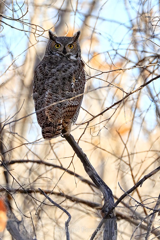 Great Horned Owl, Bosque del Apache, New Mexico - Great Horned Owl