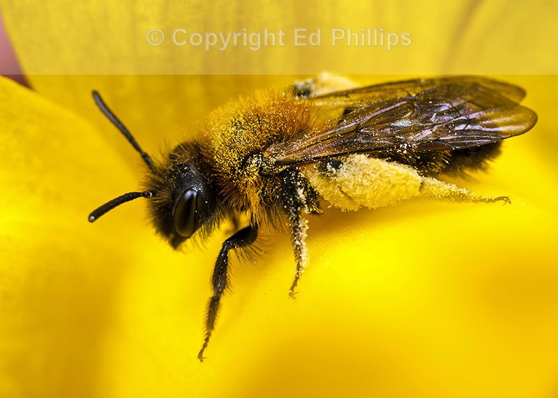 Andrena bicolor female