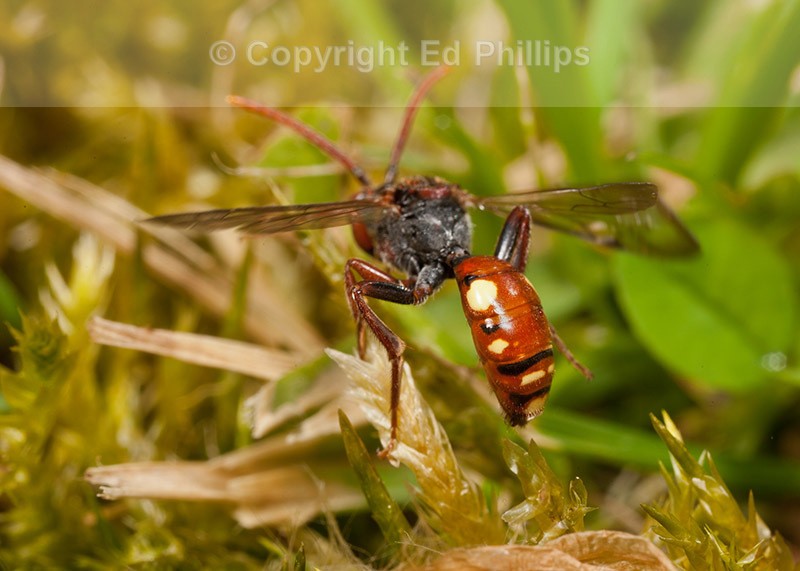 Nomada hirtipes (f)