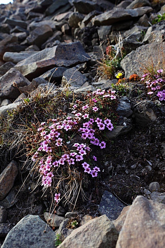Purple Saxifrage 2160 - Summer time