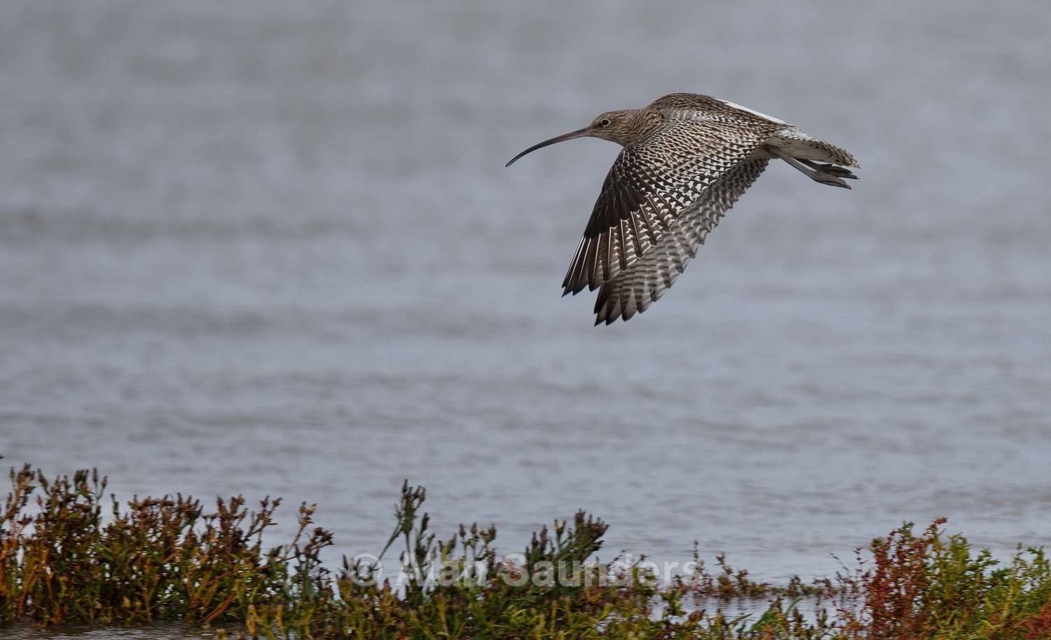 Eurasian Curlew 53