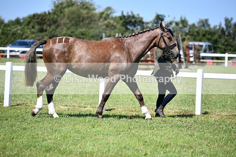 DSC_6708 - Class 57: Hunter/Riding Horse/Hack 1, 2 & 3 yr olds