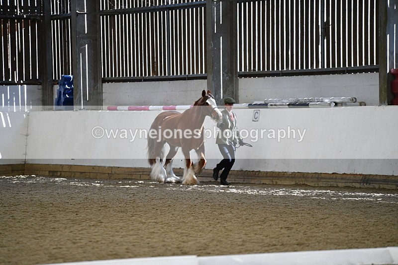 WJ5_5303 - Class 8 In hand cob