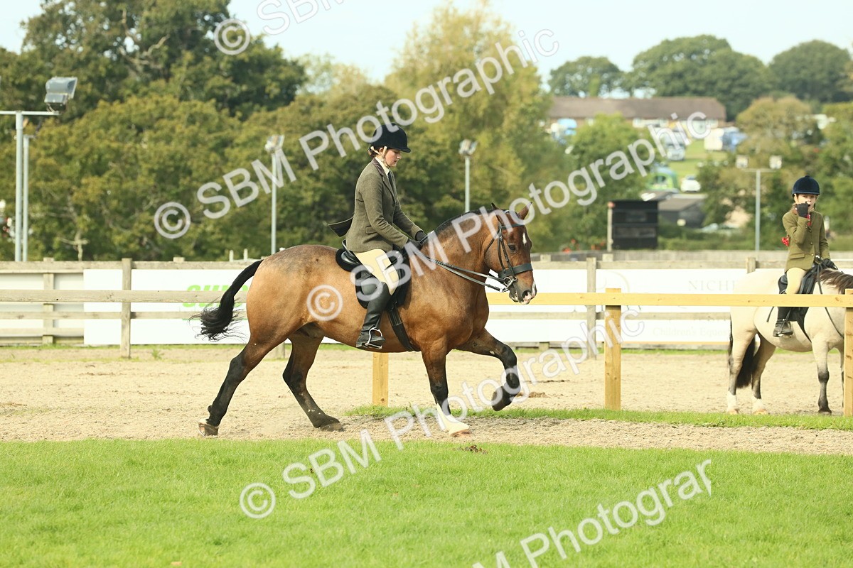 SBM_69339 - S58 - Mini Show Cob Ridden