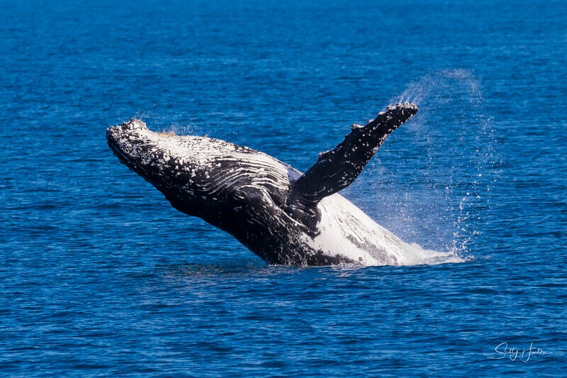 0A3A7863 - 2024 Hervey Bay Whales